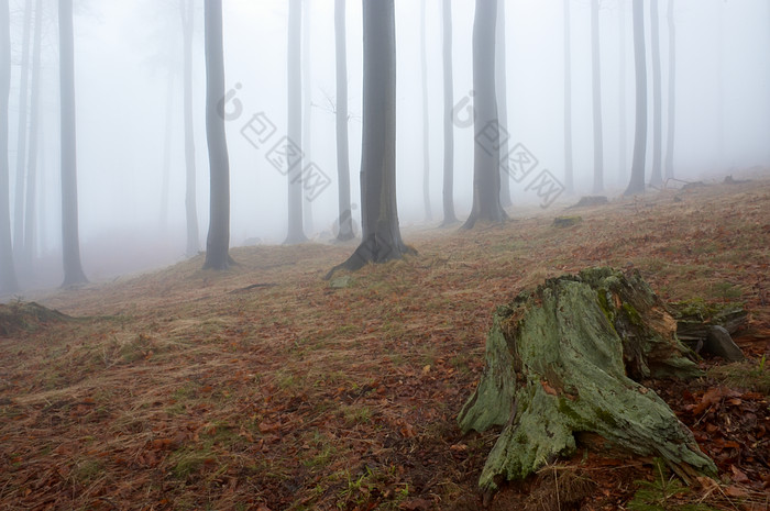 迷雾山林摄影图片