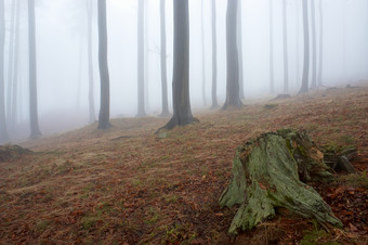 迷雾山林摄影图片