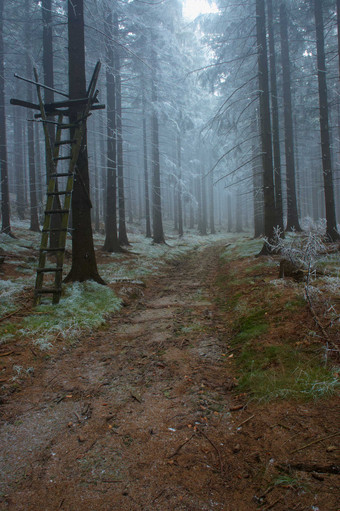 户外景色<strong>冬季</strong>树木结冰摄影图