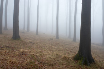 <strong>多</strong>雾朦胧的森林摄影图片