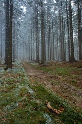 户外景色冬季树木结霜摄影图