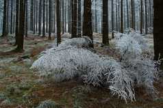 户外景色冬季结冰的树枝摄影图