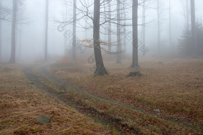 阴霾朦胧的树林摄影图片