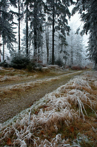 户外景色树林雪后风景摄影图