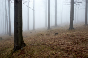 多雾朦胧的山林摄影图片