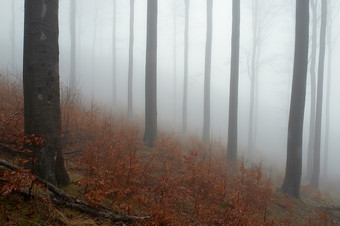 阴霾朦胧中的森林摄影图片