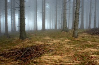多雾的森林山林摄影图