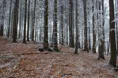 户外景色冬季结冰的树林摄影图