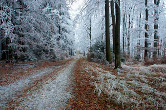 冬季银白色的森林摄影图