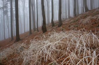 冬季树林风景摄影图