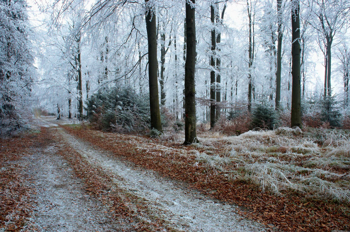 户外景色冬季雪后银白色的森林摄影图