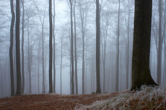 户外<strong>景色</strong>冬季树林摄影图片