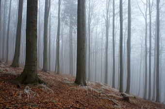 户外风光冬季森林摄影图片