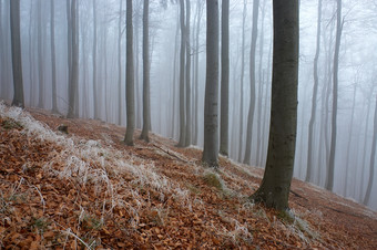 <strong>冬季</strong>雪后迷雾树林摄影图片