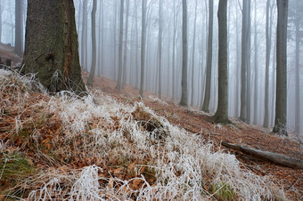 户外风光冬天迷雾中的森林摄影图