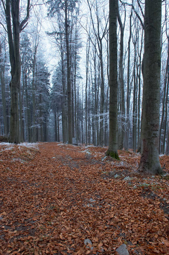 户外景色冬天森林风景摄影图
