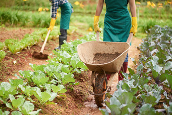 收获agroengineer园艺有机的