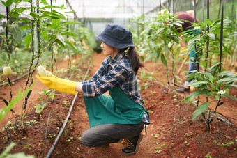 亚洲越南agroengineer占领