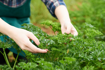 作物<strong>收获</strong>agroengineer园艺