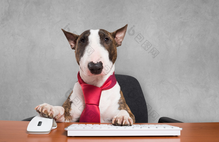 狗拿着鼠标和键盘