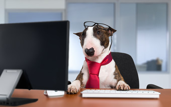 bulterrier狗经理businessdog