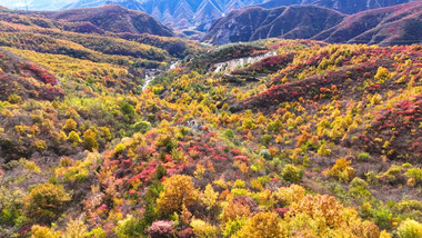 秋季北京妙峰山遍山红叶空镜航拍