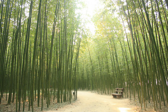 竹林蜿蜒道路图片