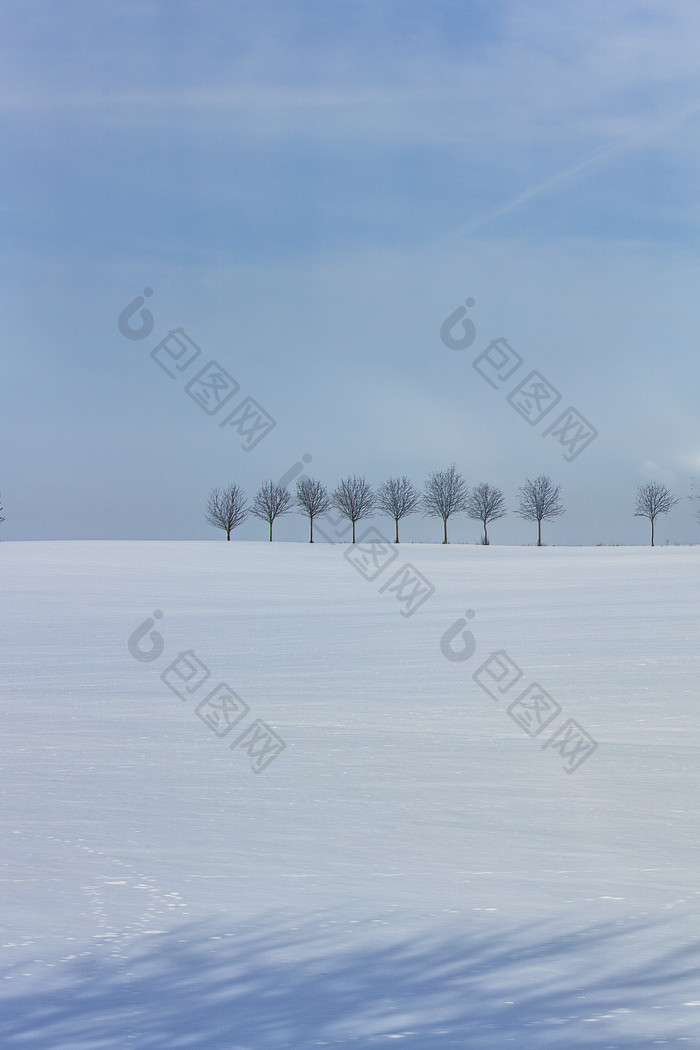 白茫茫的雪地中直立着一排树