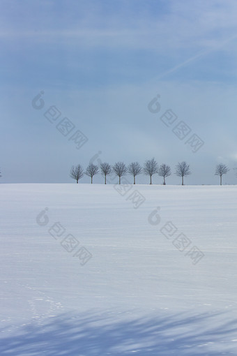 白茫茫的<strong>雪地</strong>中直立着一排树