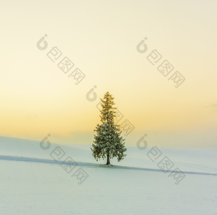 雪地里的一颗树竖版