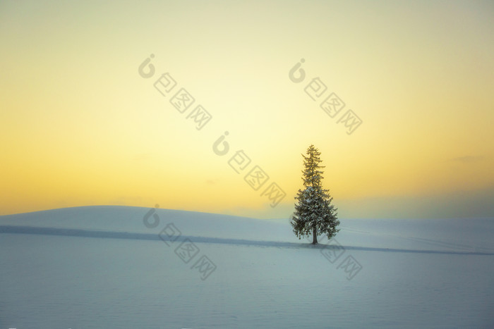 雪地里的一颗树