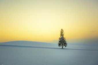 雪地里的一颗树