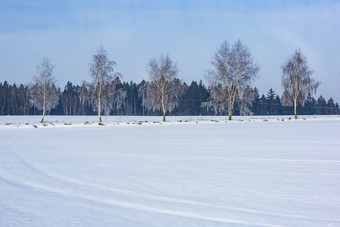 白茫茫的雪地森林五棵树