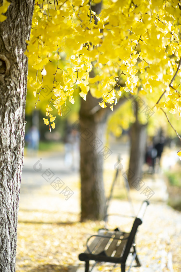 金色银杏树休闲公园椅摄影图片