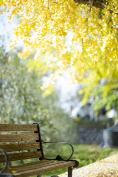 金色银杏树下公园椅摄影图片