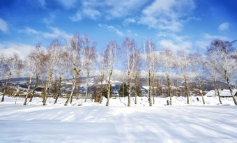 雪地上一排整齐的树