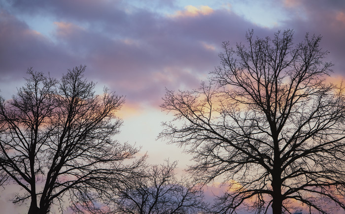 仰拍树影与粉色的天空