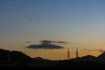 日落时分迁徙的鸟群