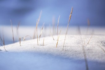 雪地中几根钻出来的小草
