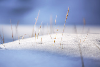 雪地中几根钻<strong>出来</strong>的小草