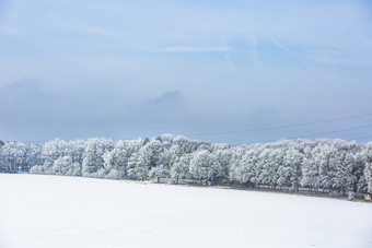 雪地里矮小的灌木丛群