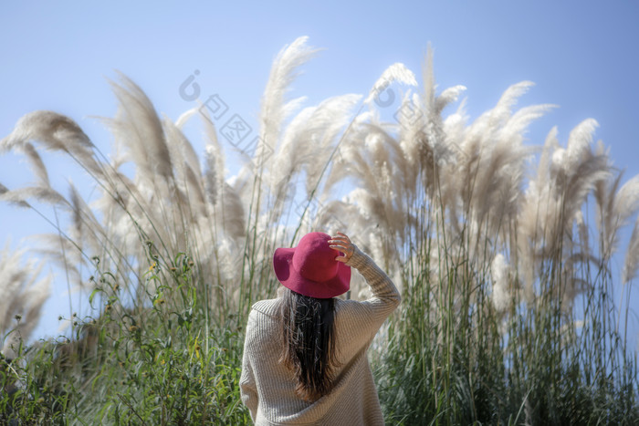 抬头仰望芦苇的美女背影