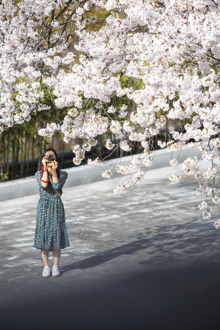 美女摄影师在樱花树下拍照
