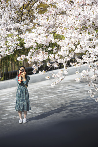 <strong>美女</strong>摄影师在樱花树下拍照