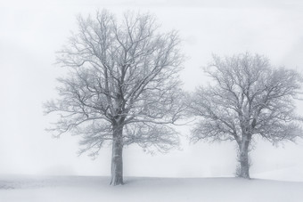风雪中的两棵古老大树