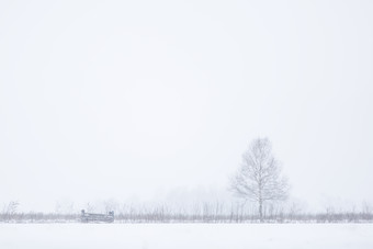 唯美下雪一棵树图片