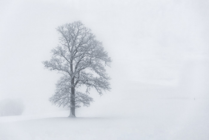 风雪中的一棵古老大树