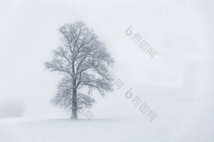 风雪中的一棵古老大树