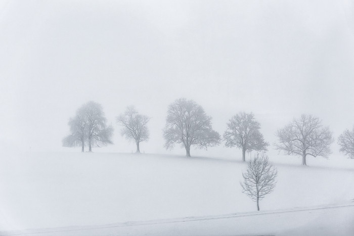 风雪中的古老大树