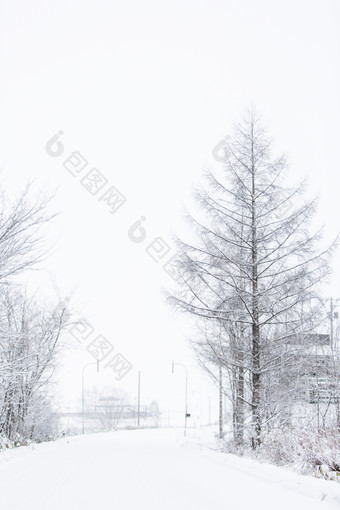 冬天雪地公路两旁树